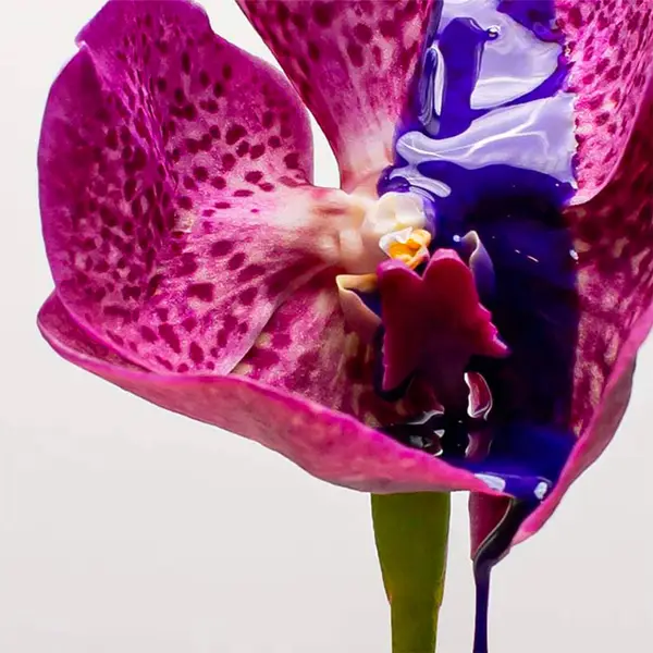 Pureology Strength Cure Blonde Shampoo 1000ml 6 Pureology Strength Cure Blonde Shampoo 1000ml - Image 4